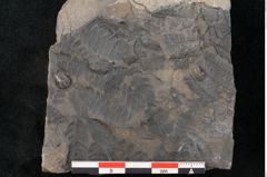 Foto (Detailansicht) von Cyatheites schlotheimii St. (NHMW-GEO-2024-0188-10839)